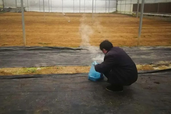 平菇锈斑病的防治方法,加强通风并喷洒石灰水