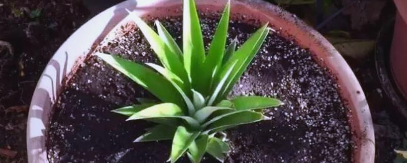 菠萝怎么盆栽种植,栽种后要往土壤中浇灌河水