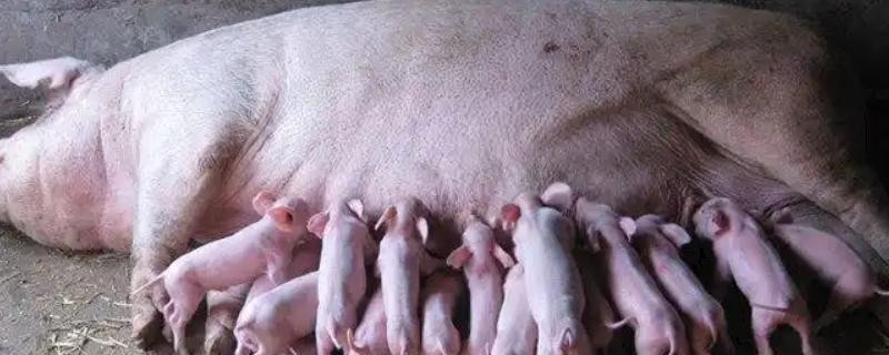 母猪受胎率低是什么原因，可能是营养不足或疾病所致