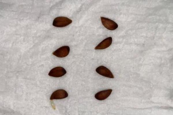 苹果种子怎么种,先进行催芽处理