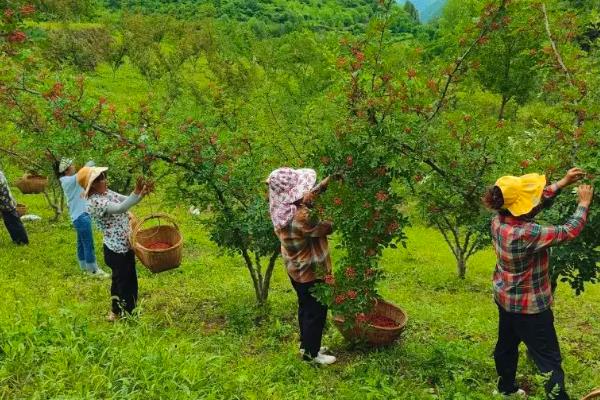 花椒的种植利润,3年后的利润为2500元左右