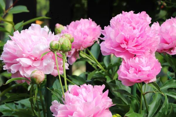 芍药花的养护方法，夏季两到三天浇水一次