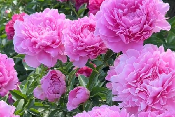 芍药花的养护方法，夏季两到三天浇水一次
