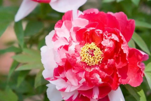 芍药花的养护方法，夏季两到三天浇水一次
