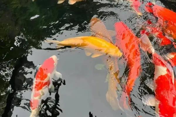 让锦鲤快速生长的方法，将水温保持在20-25℃