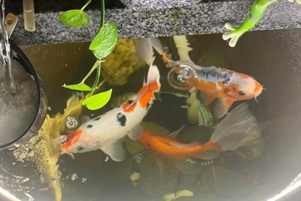 让锦鲤快速生长的方法，将水温保持在20-25℃