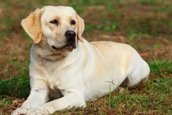 导盲犬的品种，有拉布拉多猎犬、金毛猎犬等