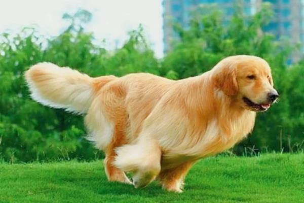 导盲犬的品种，有拉布拉多猎犬、金毛猎犬等