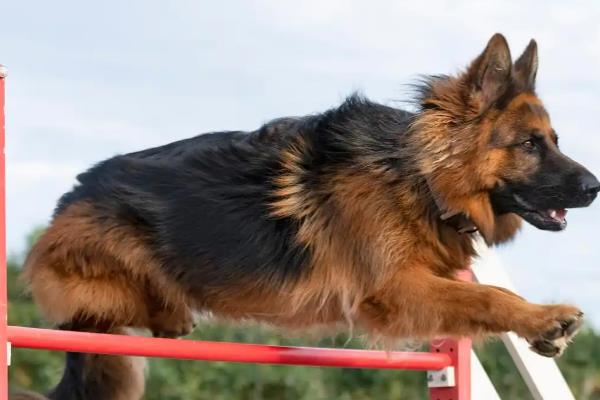 导盲犬的品种，有拉布拉多猎犬、金毛猎犬等