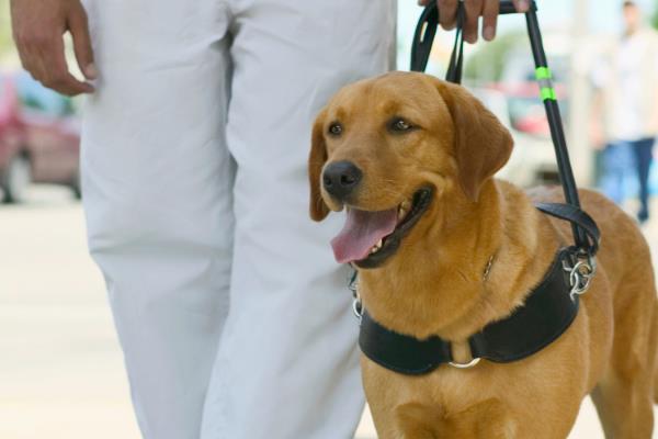 导盲犬的品种，有拉布拉多猎犬、金毛猎犬等