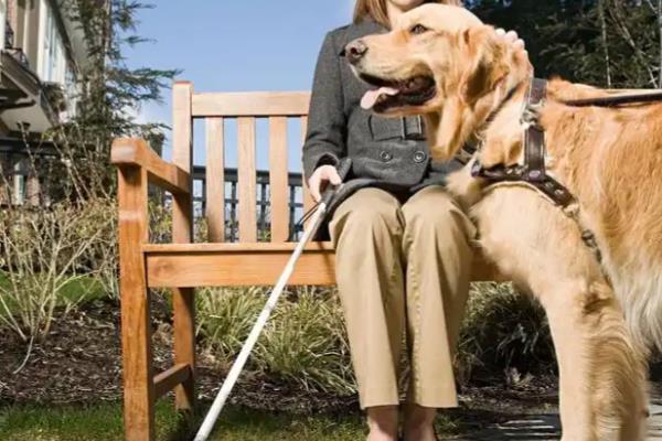 导盲犬的品种，有拉布拉多猎犬、金毛猎犬等