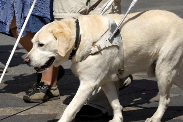 导盲犬的品种，有拉布拉多猎犬、金毛猎犬等