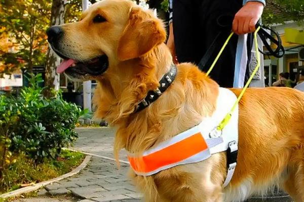 导盲犬的品种，有拉布拉多猎犬、金毛猎犬等