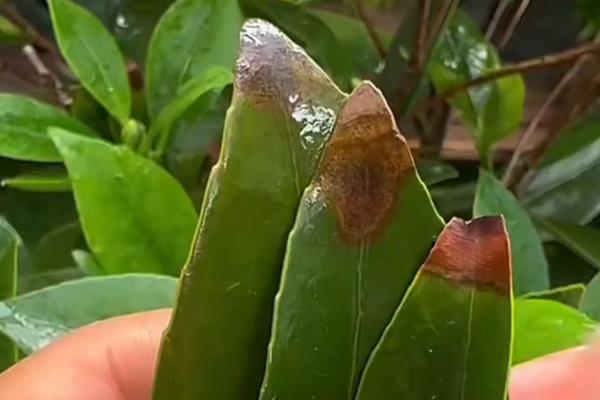 四季红山茶花尖发焦掉叶的原因,可能是光照过强所致