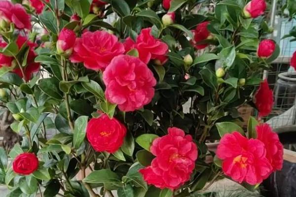 四季红山茶花尖发焦掉叶的原因,可能是光照过强所致