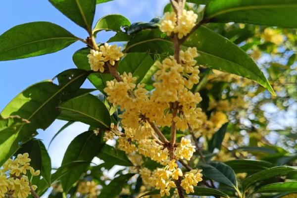 庭院适合栽种的树木,有桂花树、柿子树等