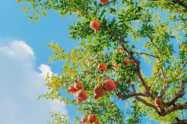 庭院适合栽种的树木,有桂花树、柿子树等
