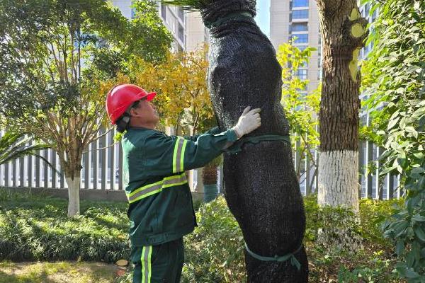 庭院适合栽种的树木,有桂花树、柿子树等