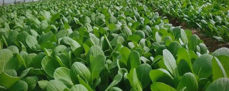 青菜的种植方法,每一个阶段都需要许多水分
