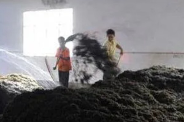 鸡腿菇的高产栽培技术,一年可栽培两季