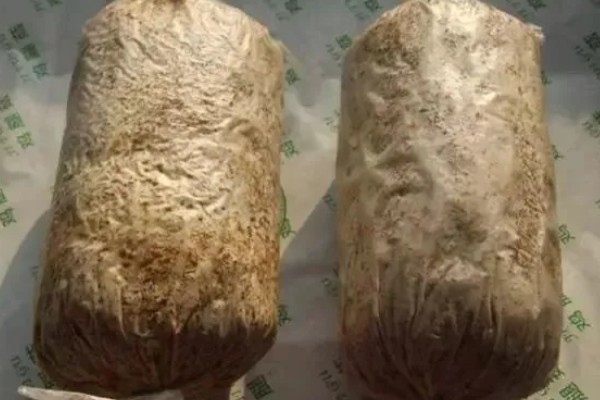 鸡腿菇的高产栽培技术,一年可栽培两季