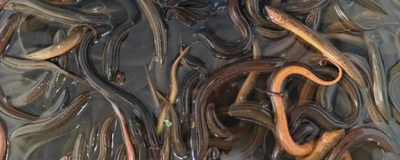 野生黄鳝与养殖黄鳝的区别,活力和头部均不同