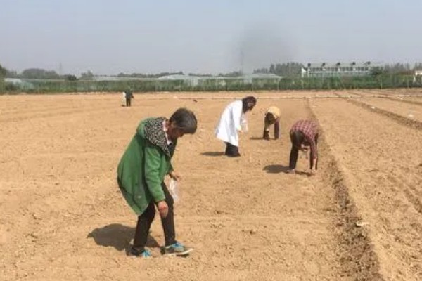 牛心包菜的种植技术,春夏秋都可以露地种植