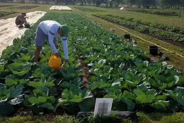 牛心包菜的种植技术,春夏秋都可以露地种植