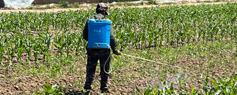 使用玉米苗后除草剂要注意什么,禁止随意增加用药量