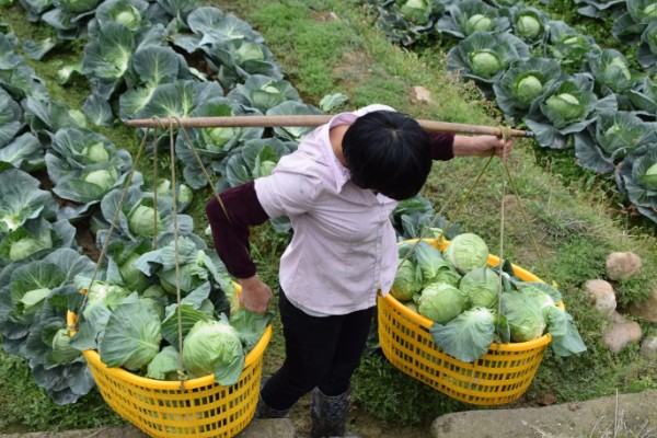 牛心包菜的种植技术,春夏秋都可以露地种植