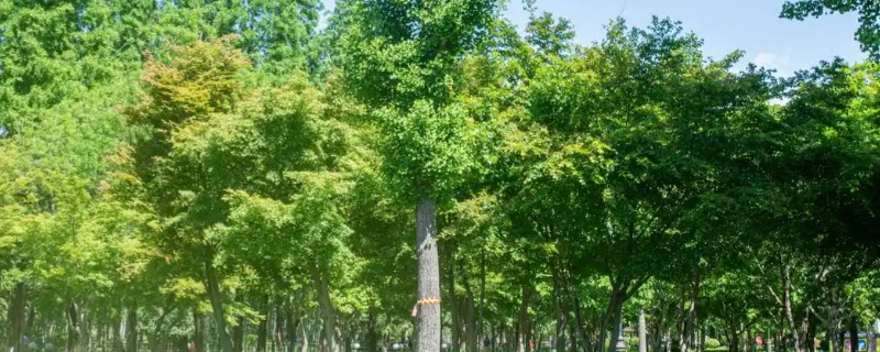 有哪些落叶树,有杨树、桑树等