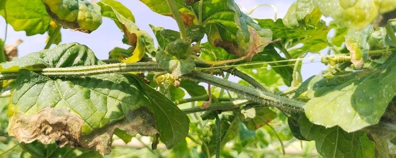 苦瓜的病害防治方法,不同病害的防治方法不同