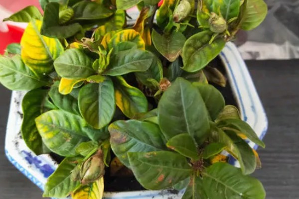 栀子花出现黄叶的原因,强光照射、浇水不当等因素都会造成