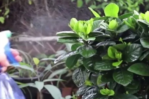 栀子花出现黄叶的原因,强光照射、浇水不当等因素都会造成