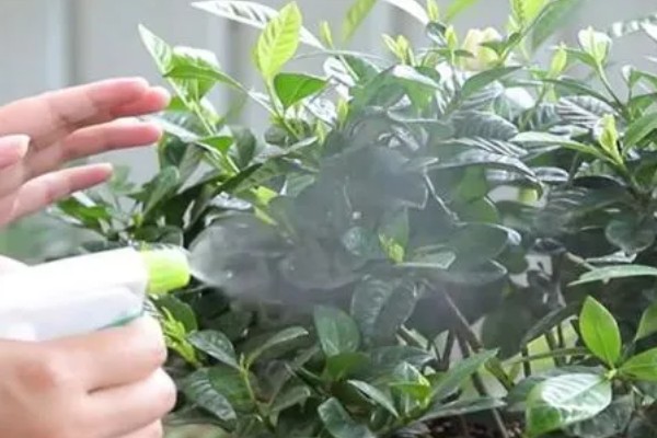 栀子花出现黄叶的原因,强光照射、浇水不当等因素都会造成
