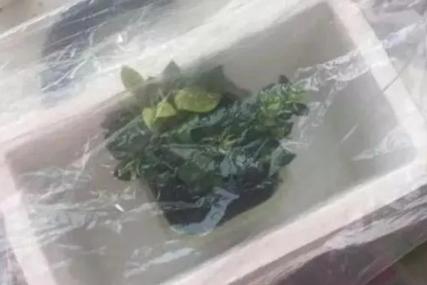 栀子花出现黄叶的原因,强光照射、浇水不当等因素都会造成