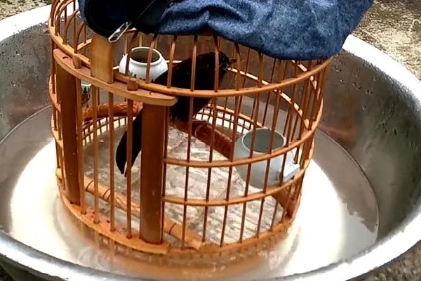 画眉鸟不洗澡如何处理,可采取以下三种方式