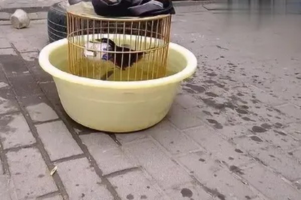 画眉鸟不洗澡如何处理,可采取以下三种方式