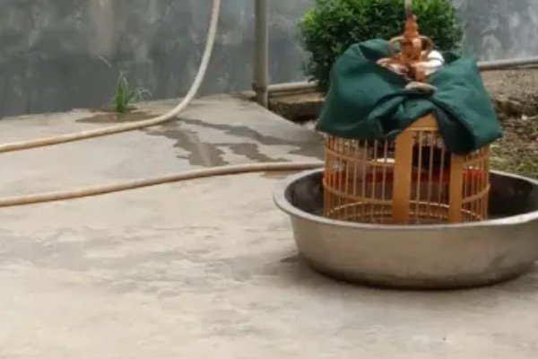 画眉鸟不洗澡如何处理,可采取以下三种方式