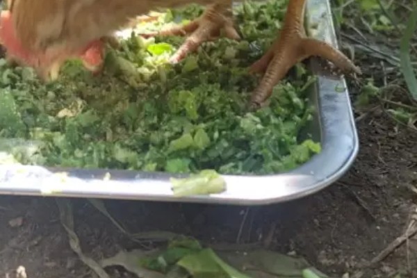 养鸡的偏方,在日粮中添加小苏打可以提高产蛋率