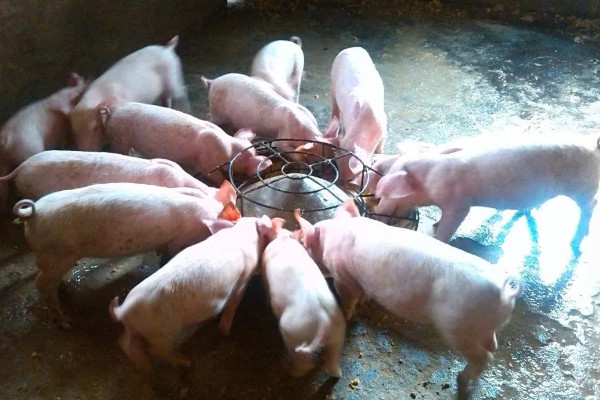 小猪适合喂干料吗,吃湿料可促进胃肠道发育