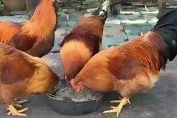 养鸡的偏方,在日粮中添加小苏打可以提高产蛋率