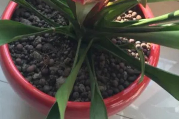 鸿运当头叶子发黑如何补救，根据发黑的原因对症治疗