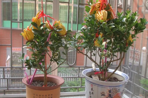 金佛手的盆栽方法,要让植株接受充足的光照