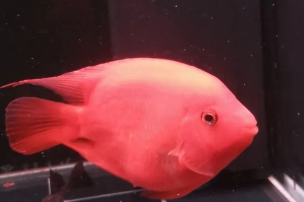 鹦鹉鱼扎堆沉底不动的原因,可能是受到惊吓所致