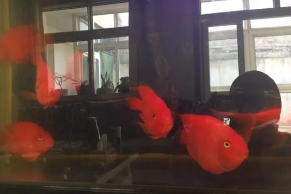 鹦鹉鱼扎堆沉底不动的原因,可能是受到惊吓所致