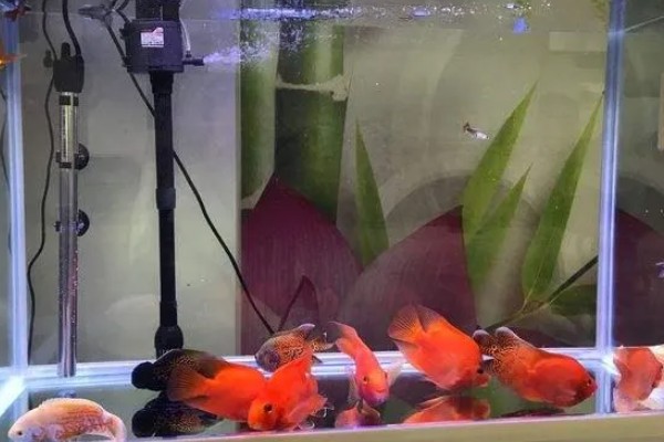 鹦鹉鱼扎堆沉底不动的原因,可能是受到惊吓所致