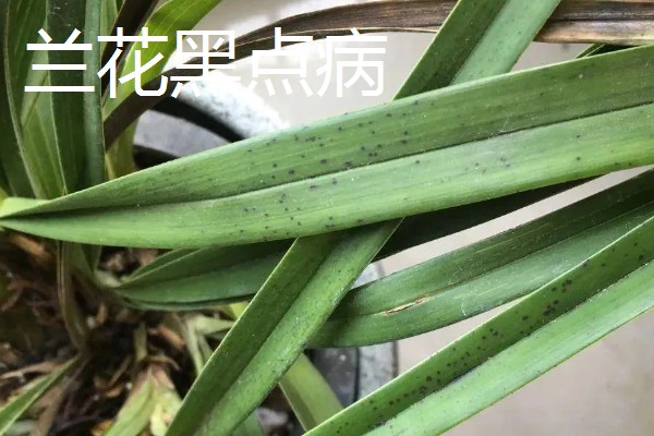 兰花有黑点是哪种病,是黑点病、叶斑病等