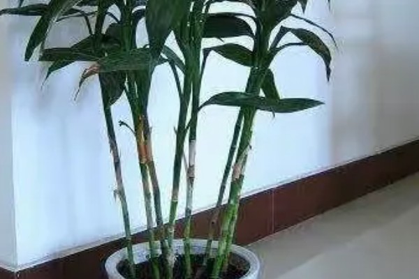 盆栽富贵竹叶子发黄怎么处理,需要保持通风并提供养分