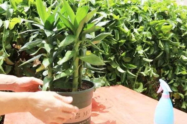 盆栽富贵竹叶子发黄怎么处理,需要保持通风并提供养分